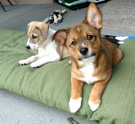 Basenji Puppies For Sale Florida Dogs in Fort Lauderdale Florida.  Basenji Puppies For Sale Florida